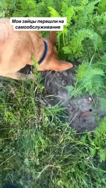 Самообслуживание #собака #морковка #собаки #друзья #dog # смотреть онлайн