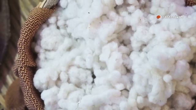 Как Вырастить Хлопок в Домашних Условиях 🌿 смотреть онлайн