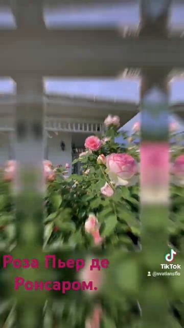 РОЗА Пьер де Ронсаром.#flowers #живыецветы #розы #продажа #? смотреть онлайн