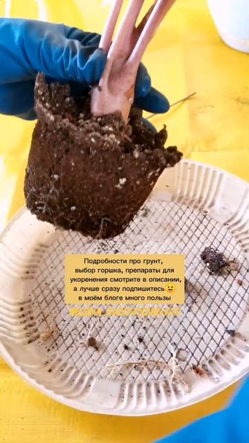 Алоказия. Пересадка. смотреть онлайн