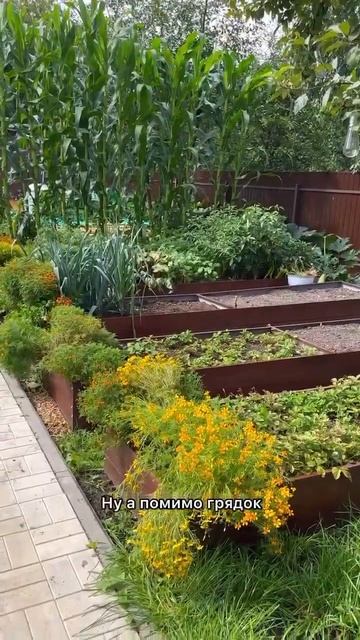#огород #дачасадогород #грядкивпорядке #грядки #клумба смотреть онлайн