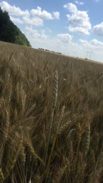 Оз. Пшеница "Чорнява" (Украина) DER TREY 2019 смотреть онлайн