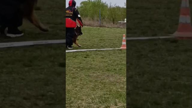 3 Отл. Аллемо Хаус БЕККИ ДЖИ +++ №114 / КЧК ЧЕЛЯБИНСК 3 мая`25 I.Radulovic Моно нем.овчарок