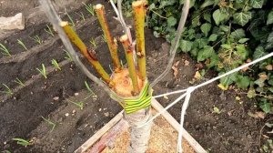 Прививка Персика Своими Руками Дала Почти 100 Процентн?