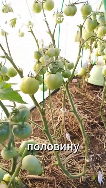 ПОЛНЫЙ ПРОВАЛ! КАК Я ПОТЕРЯЛА ВЕСЬ УРОЖАЙ! #дача#урожа? смотреть онлайн