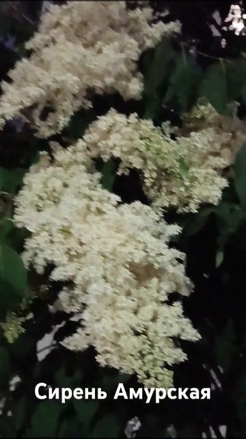 Сирень Амурская – высокий кустарник, достигающий 10 м ? смотреть онлайн