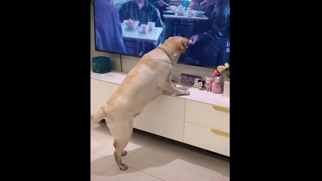 ЛЮТЫЕ ПРИКОЛДЭСЫ СО ВСЕГО ИНЕТА. РЖАЧ №70 смотреть онлайн