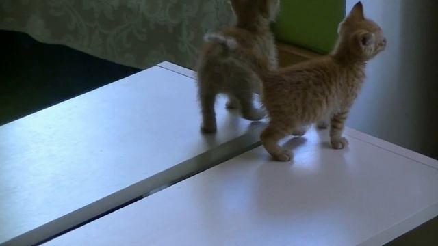 НАШИ КОШКИ: САМЫЕ СМЕШНЫЕ МОМЕНТЫ, ПОДБОРКА №1 смотреть онлайн