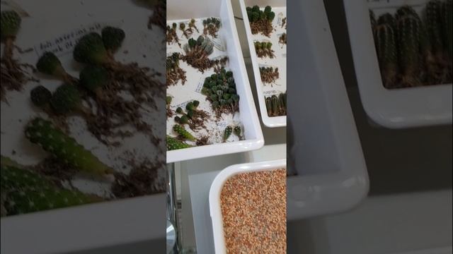 Сеянцы кактусов🌵 | Продолжаю пикировку🏜 #kaktus #кактус смотреть онлайн