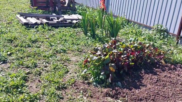 Наши 8,4 сотки.Одна на участке.🌾 смотреть онлайн