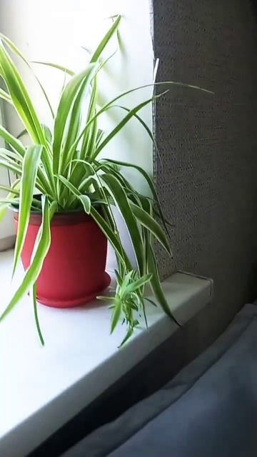 банановая подкормка творит чудеса смотреть онлайн