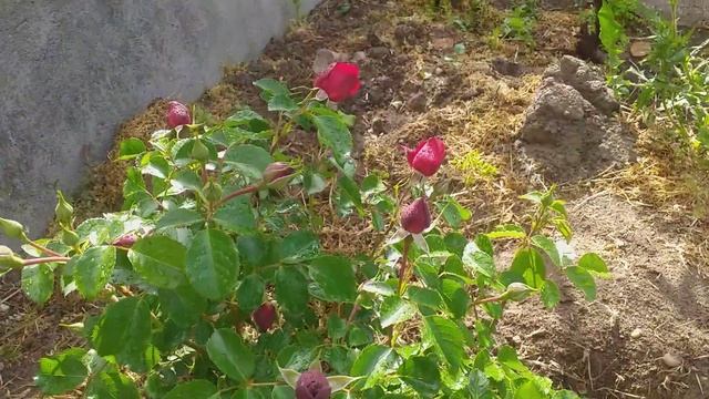 Розы 2го года посадки в моем саду . смотреть онлайн