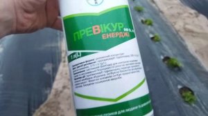 Первая обработка клубники весной, превикур Энерджи , м