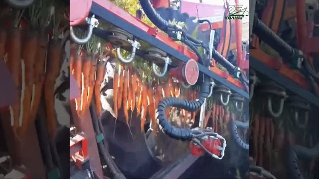 Морковный комбайн Колнаг техника для сбора моркови смотреть онлайн