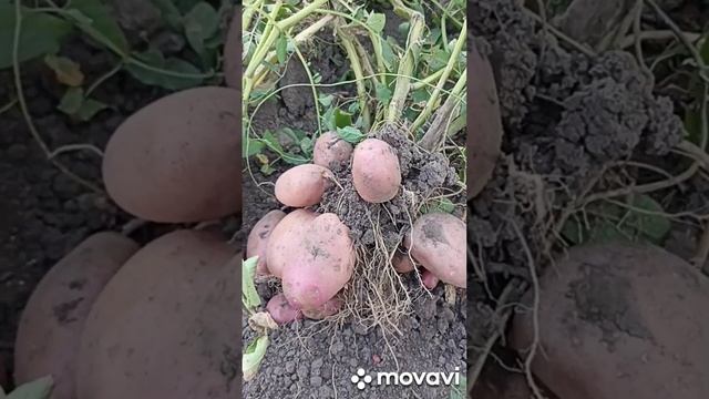 Продажа семенного материала //ВАЦАП ДЛЯ ЗАКАЗА 89152458159 ? смотреть онлайн