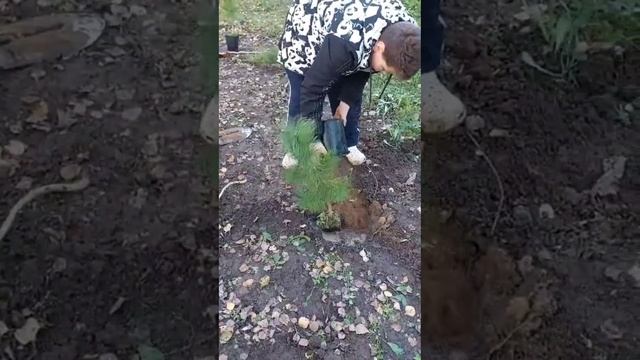 посадка кедра на даче. смотреть онлайн