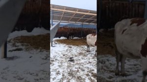 Откорм бычков | Размеры навеса