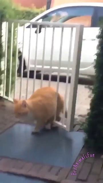 Кот 🐱 застрял в Заборе 😬 Funny Cat 😸 #shorts #cat #кот смотреть онлайн