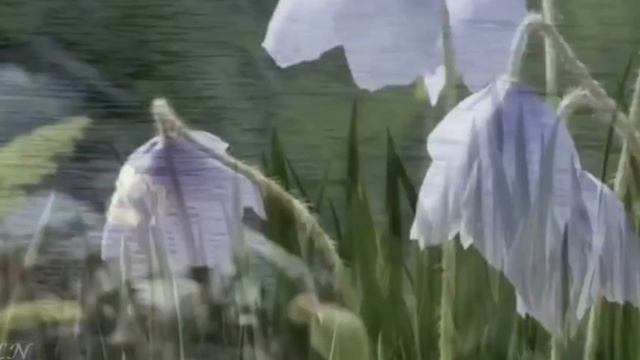 Красивая Азербайджанская песня, Sene gurban olum смотреть онлайн