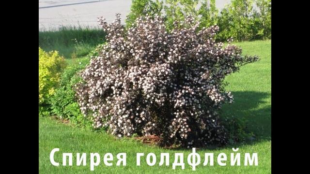 Акция Посади своё дерево смотреть онлайн