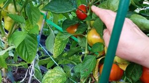 Перец Княжна Ольга F1 от посева до сбора урожая