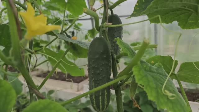 🚀 ВЗРЫВНОЙ РОСТ ОГУРЦОВ: ПОЛИВ ДЛЯ МЕГАУРОЖАЯ! смотреть онлайн