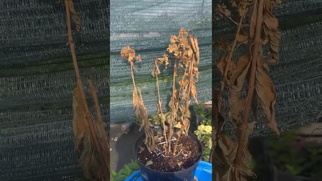 Почему у гортензии сохнет лист , цветы ?. Вирусы , болез? смотреть онлайн