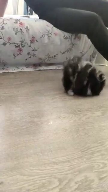 #померанскийшпиц