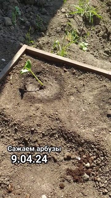 решил посадить арбузы раньше времени. #дача #стройка #р смотреть онлайн