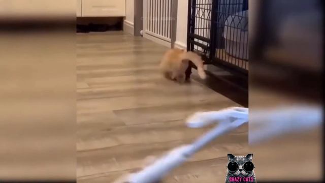 Мега смешные котята!🐈 Подборка приколов с котятами и кошками! смотреть онлайн