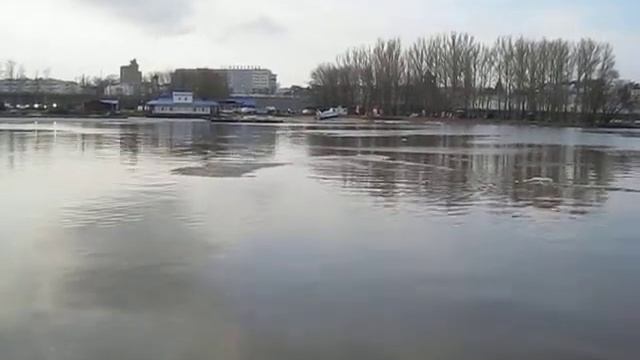 Бобер в центре Ярославля. смотреть онлайн