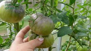 Томат СЛАДКАЯ СВЁКЛА. Обзор сортов ТОМАТОВ!