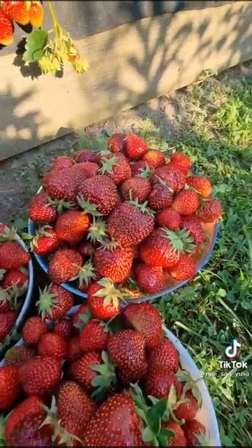 Как садить замлянику смотреть онлайн