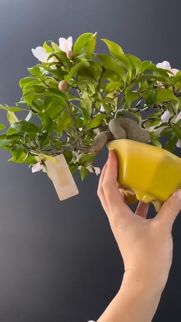 Камелия в бонсай, растение с гор #bonsai # камелия смотреть онлайн