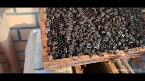 Пересадка пчелиной семьи в ЧИСТЫЙ УЛЕЙ после зимовки.
