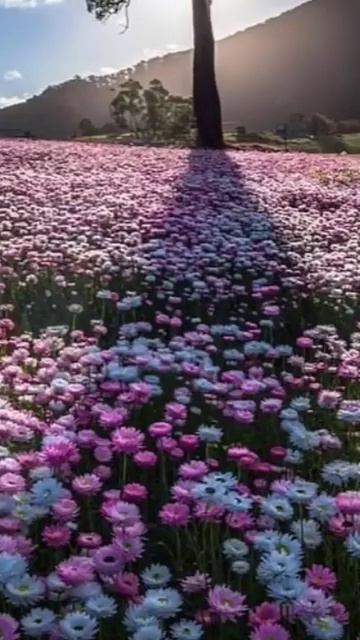 #music #art #natural #flowers #музыка #картинки #красота #природа #цветы смотреть онлайн