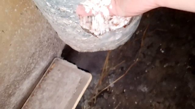 Курочки, поилка для кур и немного поговорим. смотреть онлайн