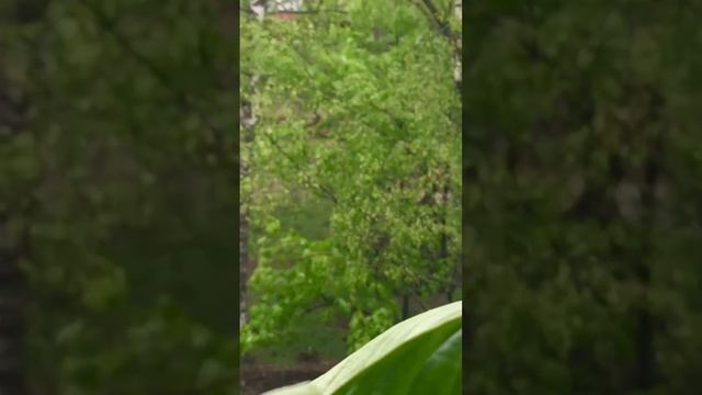 Сегодня в Брянске... смотреть онлайн