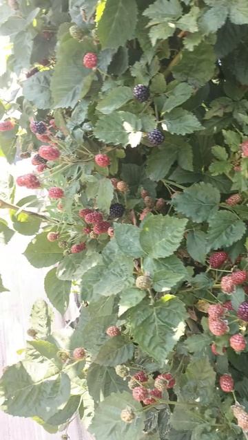 Ежевика блэк джем продолжает плодоношение#shorts #garden #natu смотреть онлайн