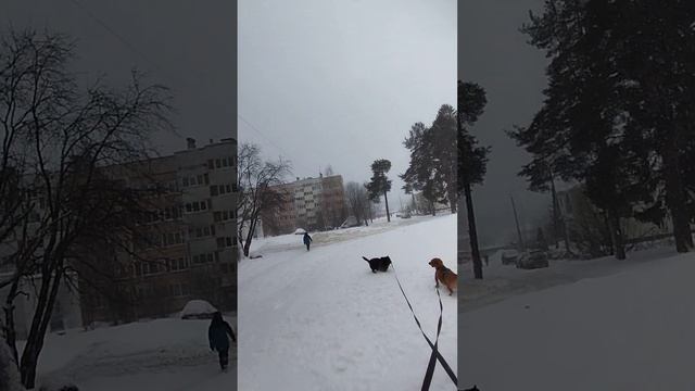 метель снежок погода не айс а с собаками Гулять надо