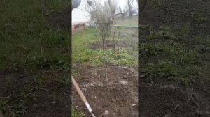 Чем подкармливать грушу весной #груша #подкормка #удоб