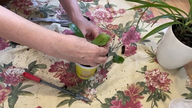 Вторая подставка для цветов подошла отлично. Пересадк смотреть онлайн