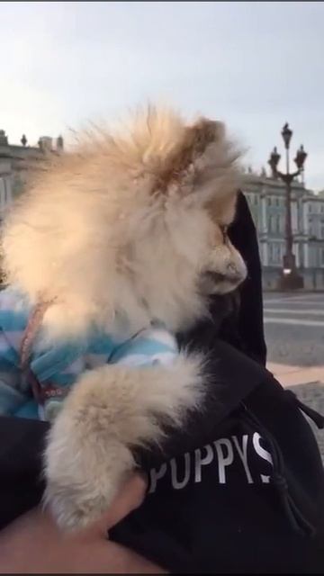 Померанский шпиц Гугуша. Дворцовая площадь. смотреть онлайн