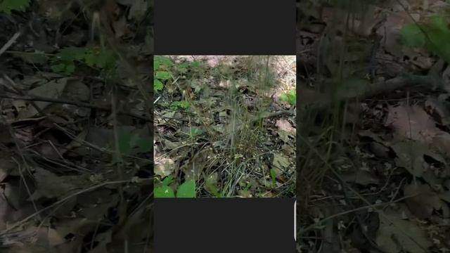 КУДА НИ ГЛЯНЬ КРУГОМ СТОЯТ БЕЛЫЕ ГРИБЫ КРАСАВЦЫ ! смотреть онлайн