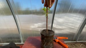 Как из саженца ивы Хакуро Нишики вырастить длинный и р