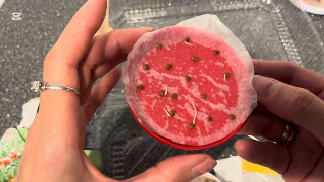 Простой способ проращивания семян томатов в 2025 году . смотреть онлайн