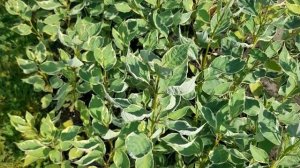 Дерен Элегантиссима