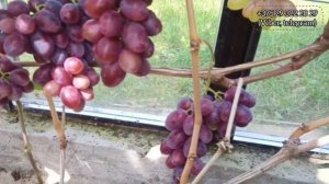 Эстафета, виноград селекции Калугина В.М.  в закрытом г