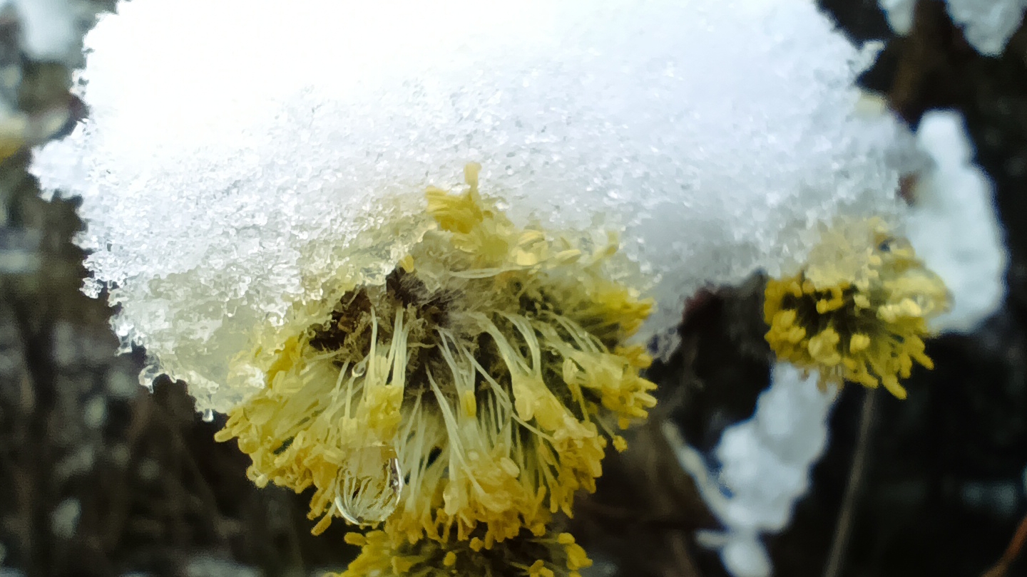 Утро на даче, Карелия смотреть онлайн