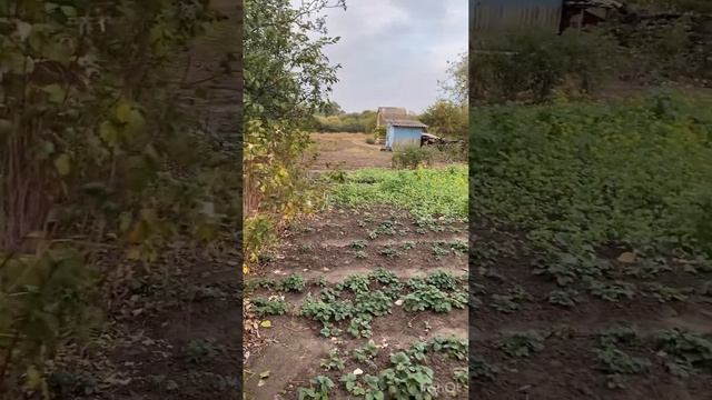 ОСЕНЬ 🌾.ОКТЯБРЬ 2024 .ДАЧА 🏡.САД,ОГОРОД смотреть онлайн